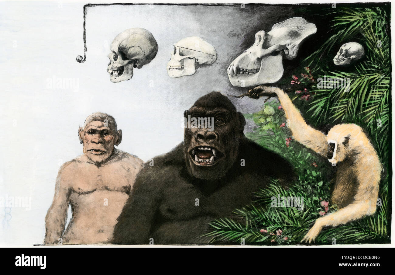 Comparison of skulls of a human, Pithecanthropus (Homo) erectus, gorilla, and gibbon, c. 1900. Hand-colored halftone of an illustration Stock Photo
