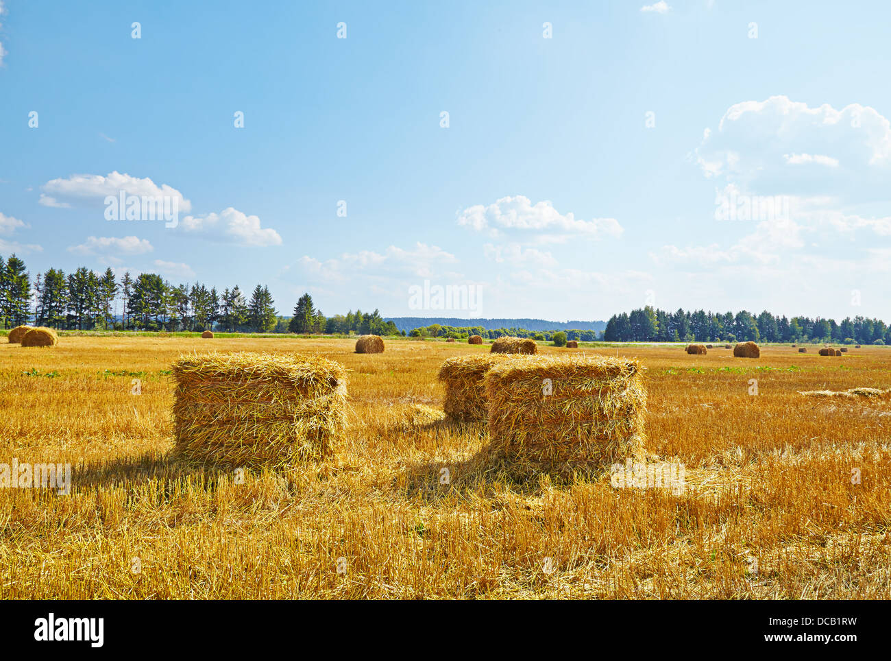 Hay vertical rolls on harvest field. Sunny day. Stock Photo