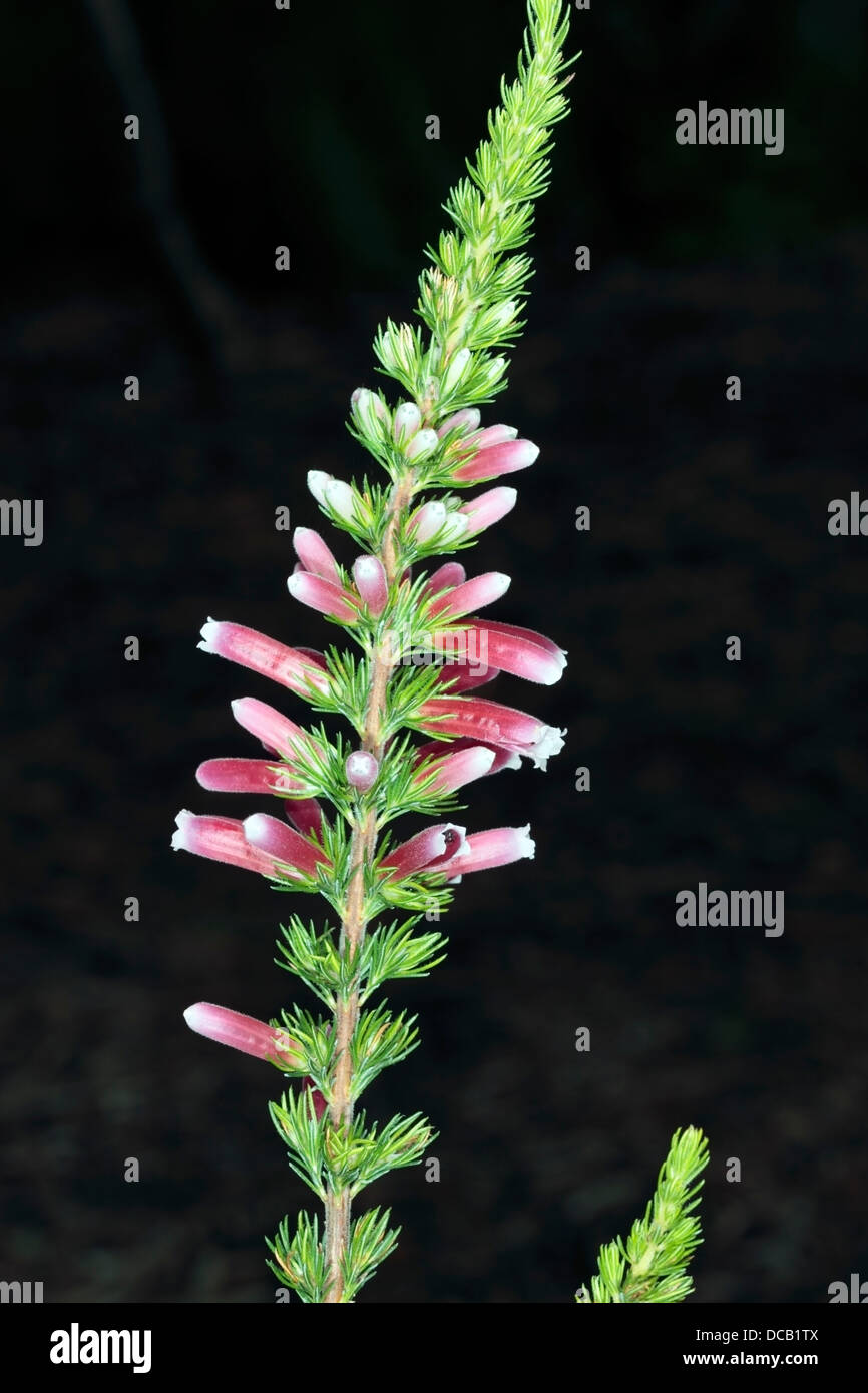 Close-up of flower head of Ruby Glow Heath / Ruby Glow Winter Heath- Erica carnea - Family Ericaceae Stock Photo