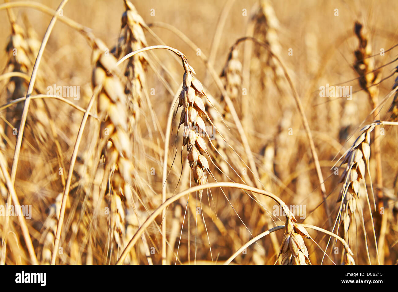Wheat. Selective focus Stock Photo