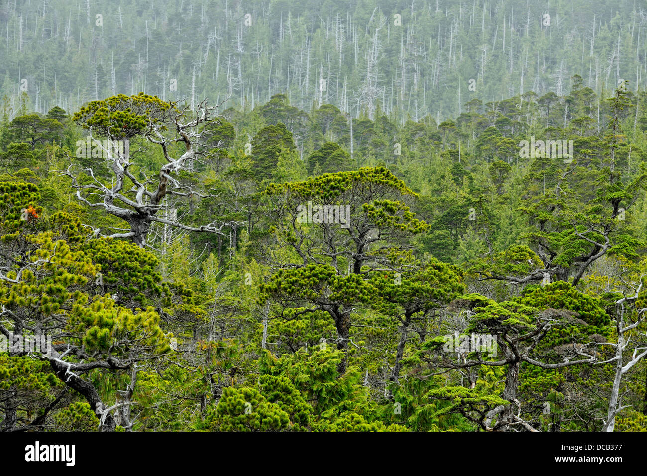 Stunted spruce trees Bonsai Forest Island Bay Haida Gwaii Queen Charlotte Islands Gwaii Haanas NP British Columbia Canada Stock Photo