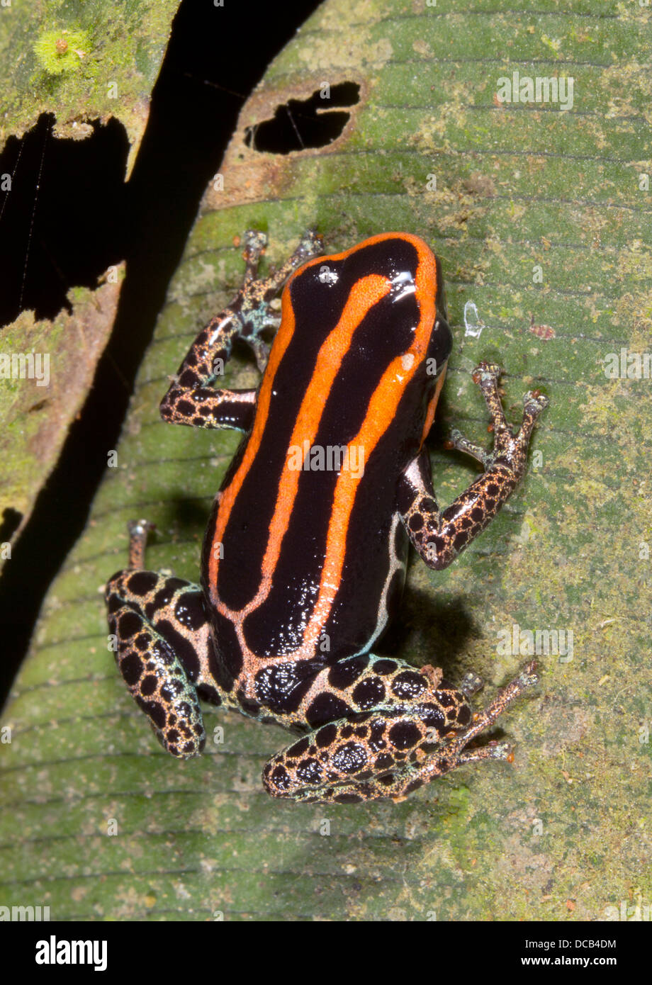 Amazonian Poison Frog (Ranitomeya ventrimaculata), Ecuador Stock Photo