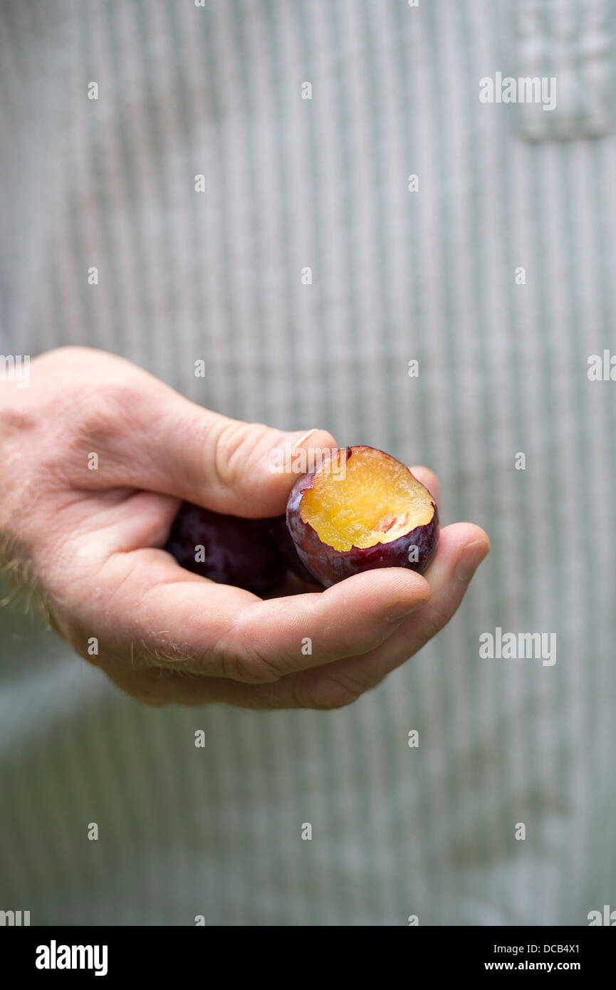 Prunus domestica . Gardeners hand holding an eaten Plum 'Sanctus Hubertus' Stock Photo