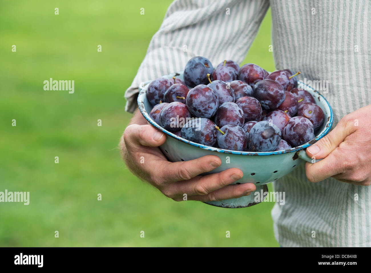 Prunus domestica . Man holding harvested Plums 'Sanctus Hubertus' in a colander Stock Photo