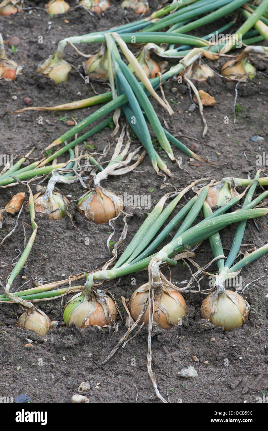 Brown onion onions hi-res stock photography and images - Alamy