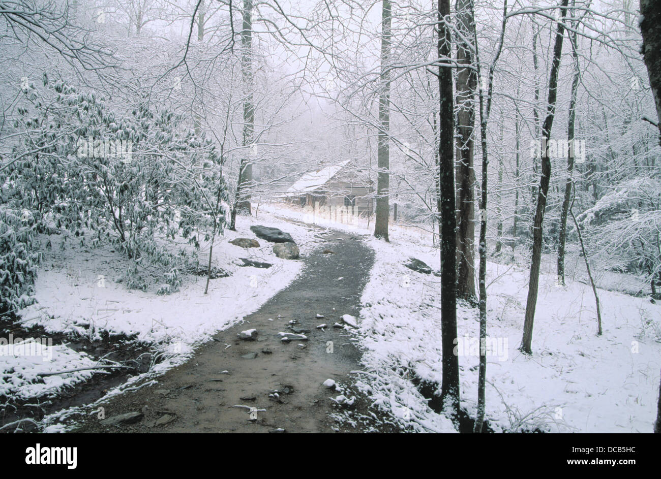 Bud Ogle Cabin And Dogwoods In Winter Great Smoky Mountains