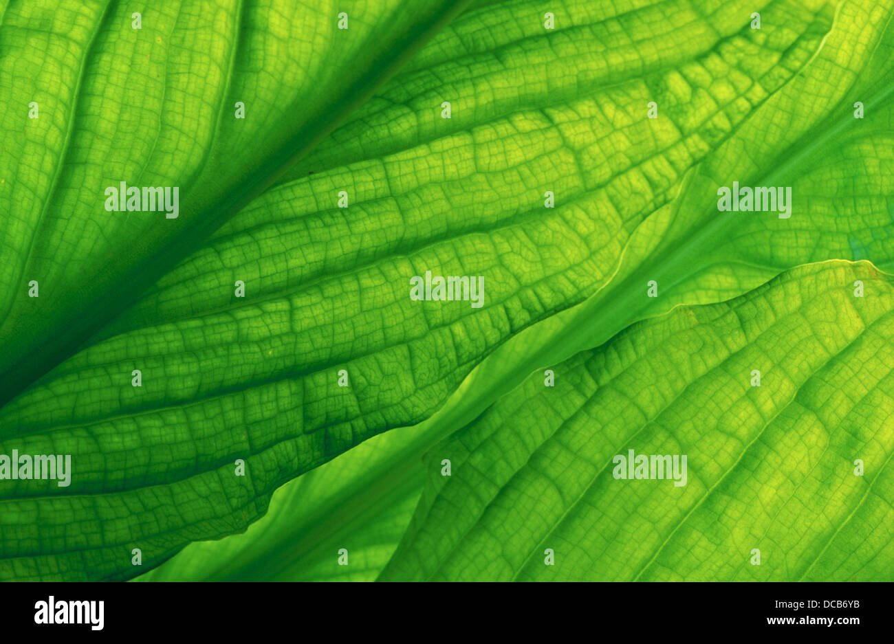 Skunk Cabbage leaf detail. Vancouver Island. Canada Stock Photo Alamy
