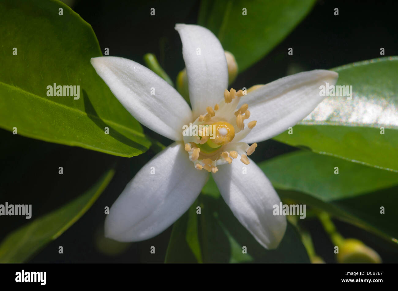 Orange blossom hi-res stock photography and images - Alamy