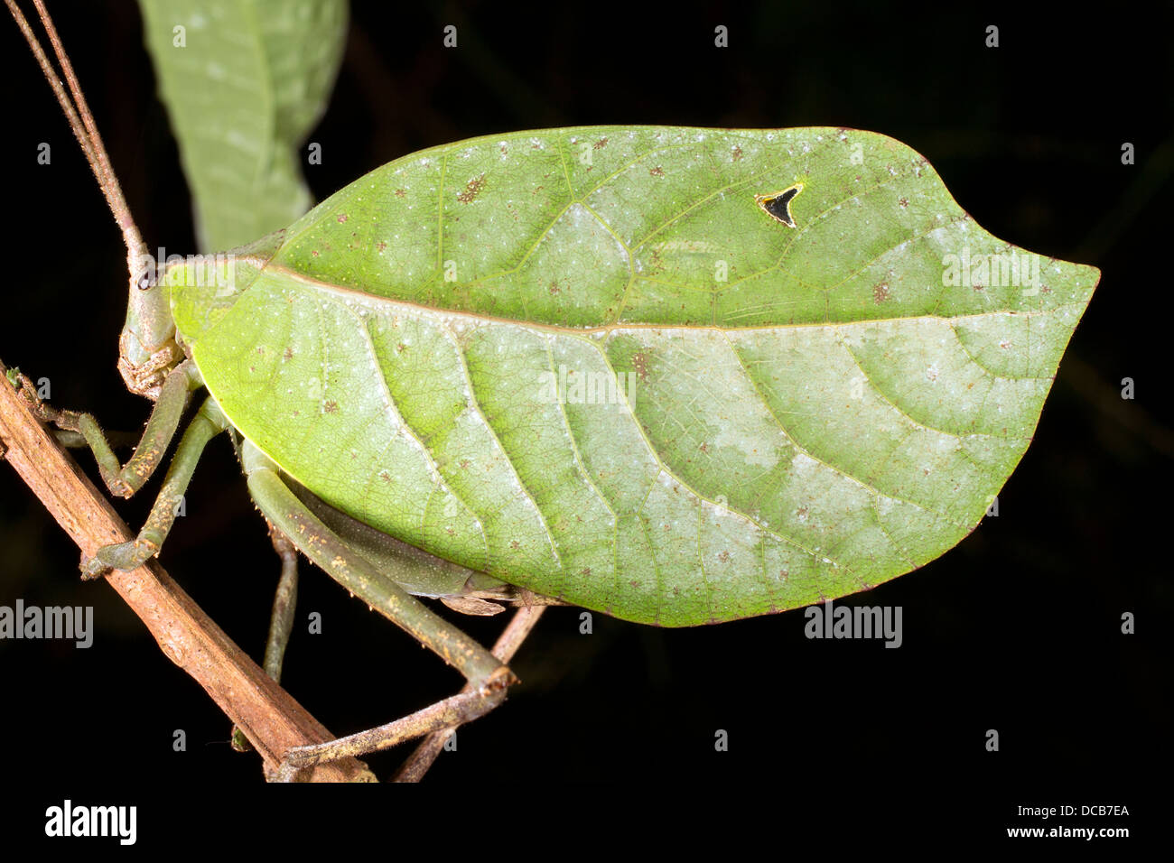 Green leaf mimic katydid concealed in a bush, Ecuador Stock Photo