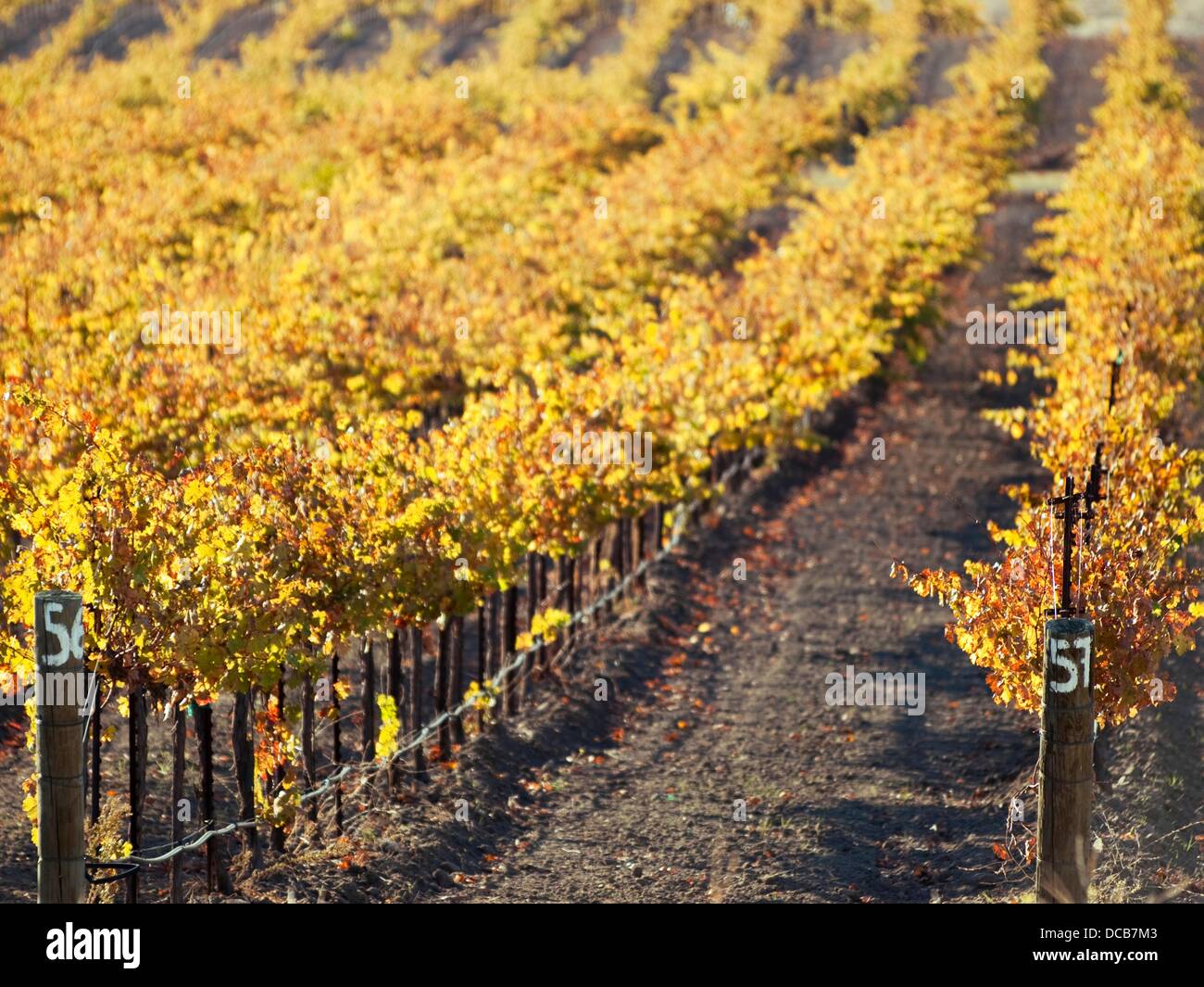 Grape vines barren in winter near Atascadero, California, United States