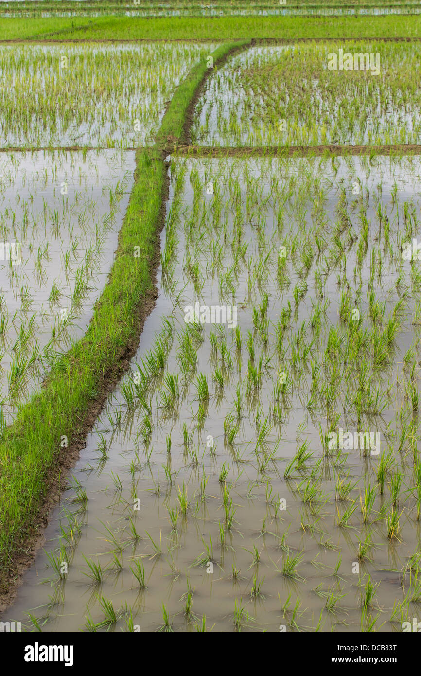 Ridge And Rice field in Chiangmai , Northen Thailand Stock Photo - Alamy