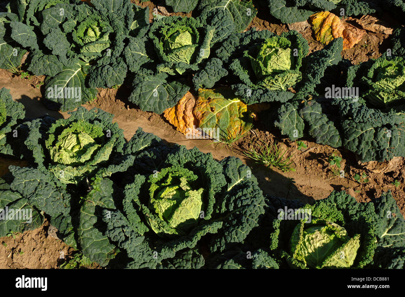 Savory cabbages, Talavera la Real, Badajoz-province, Spain, Europe Stock Photo