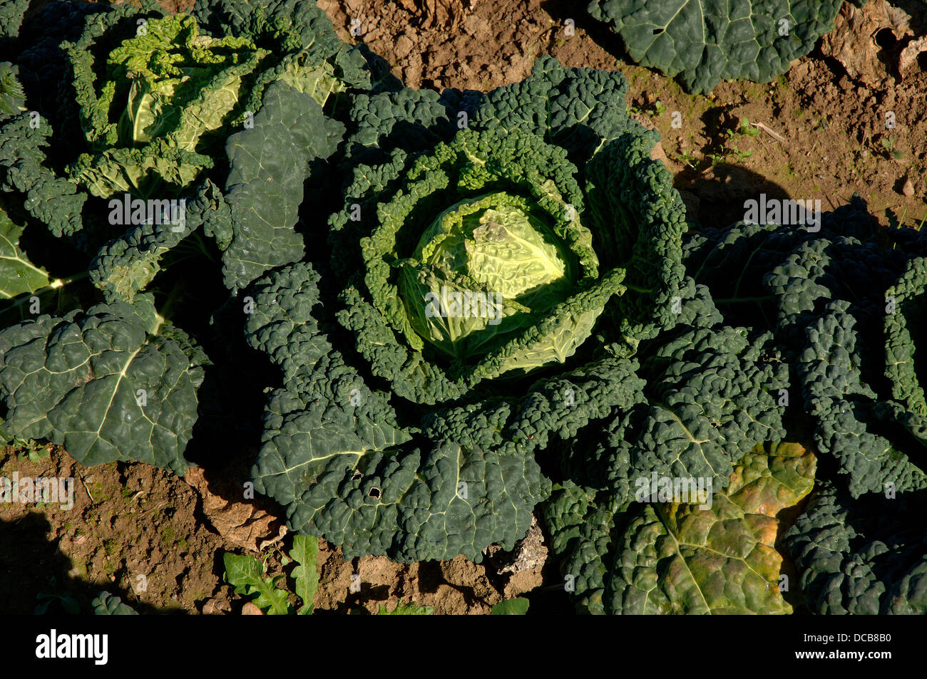 Savory cabbages, Talavera la Real, Badajoz-province, Spain, Europe Stock Photo