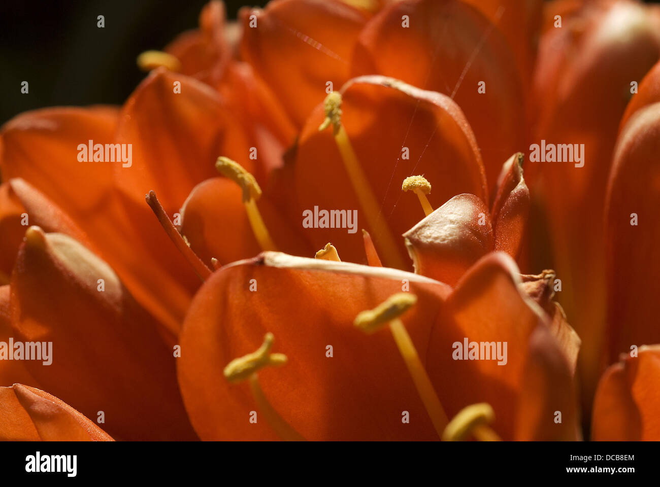Kaffir Lily (Clivia miniata) Stock Photo