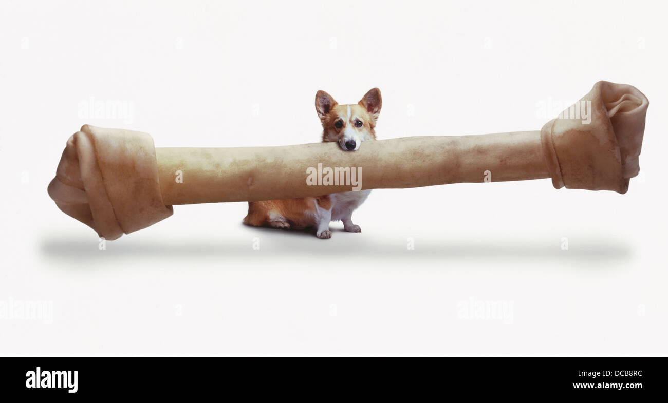 small-dog-with-very-large-bone-DCB8RC.jpg