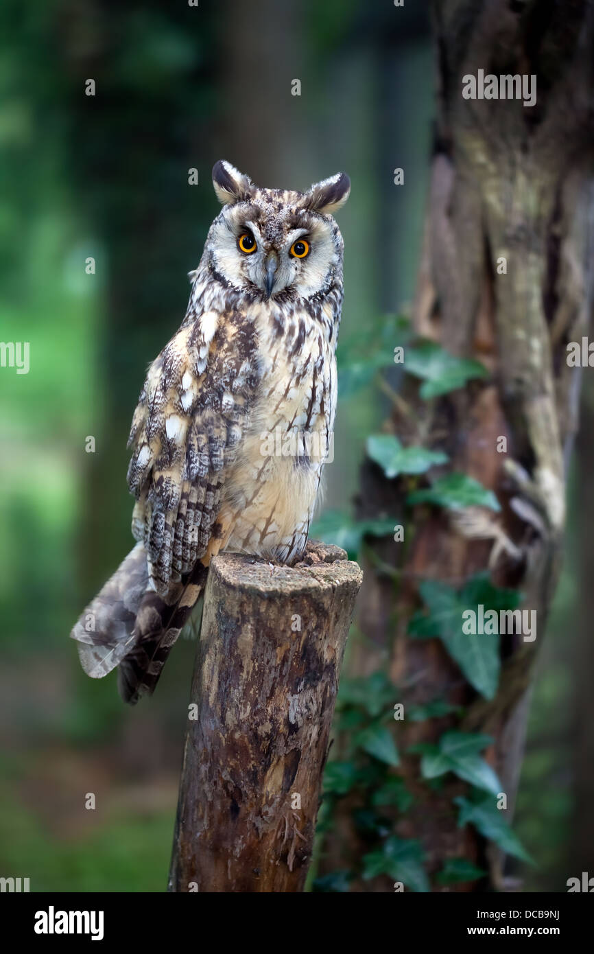 Long eared owl sitting on post. Asio otus Stock Photo