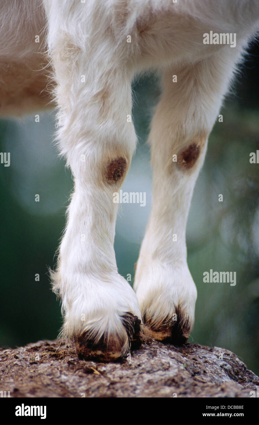 Legs of a goat Stock Photo 59257310 Alamy