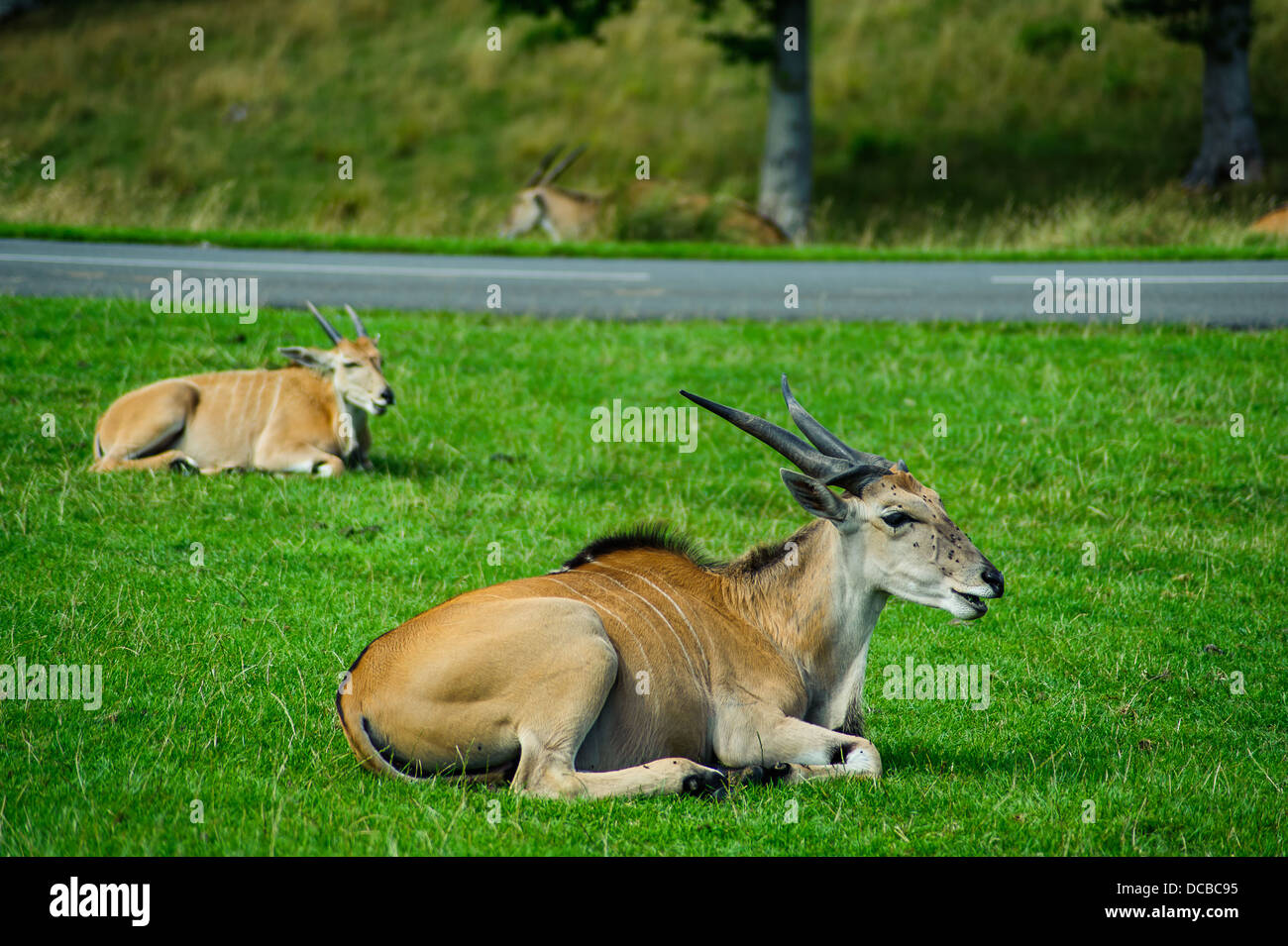 The common eland, also known as the southern eland Stock Photo