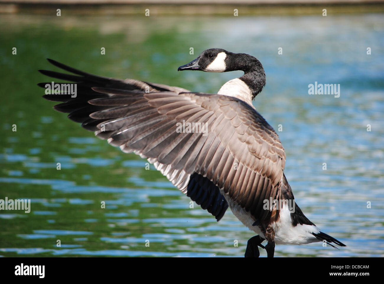 The bold Canada goose,shows off his flight feathers,ready for winter migration. Stock Photo