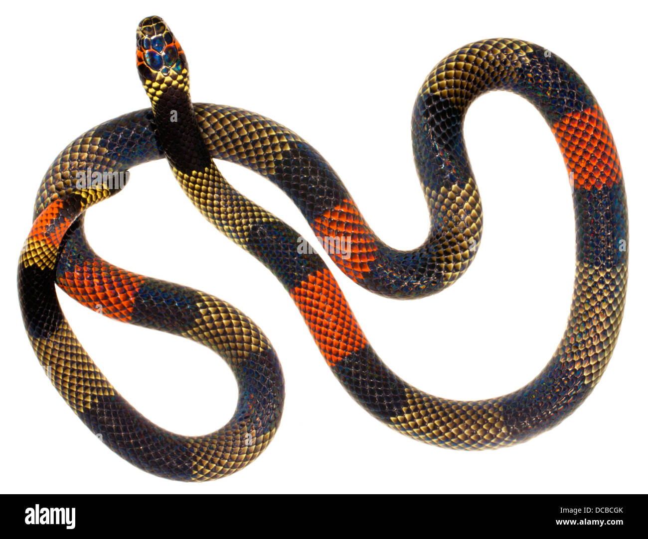 Amazonian Coral Snake (Micrurus spixii obscurus). A venomous snake from the Ecuadorian Amazon. Stock Photo