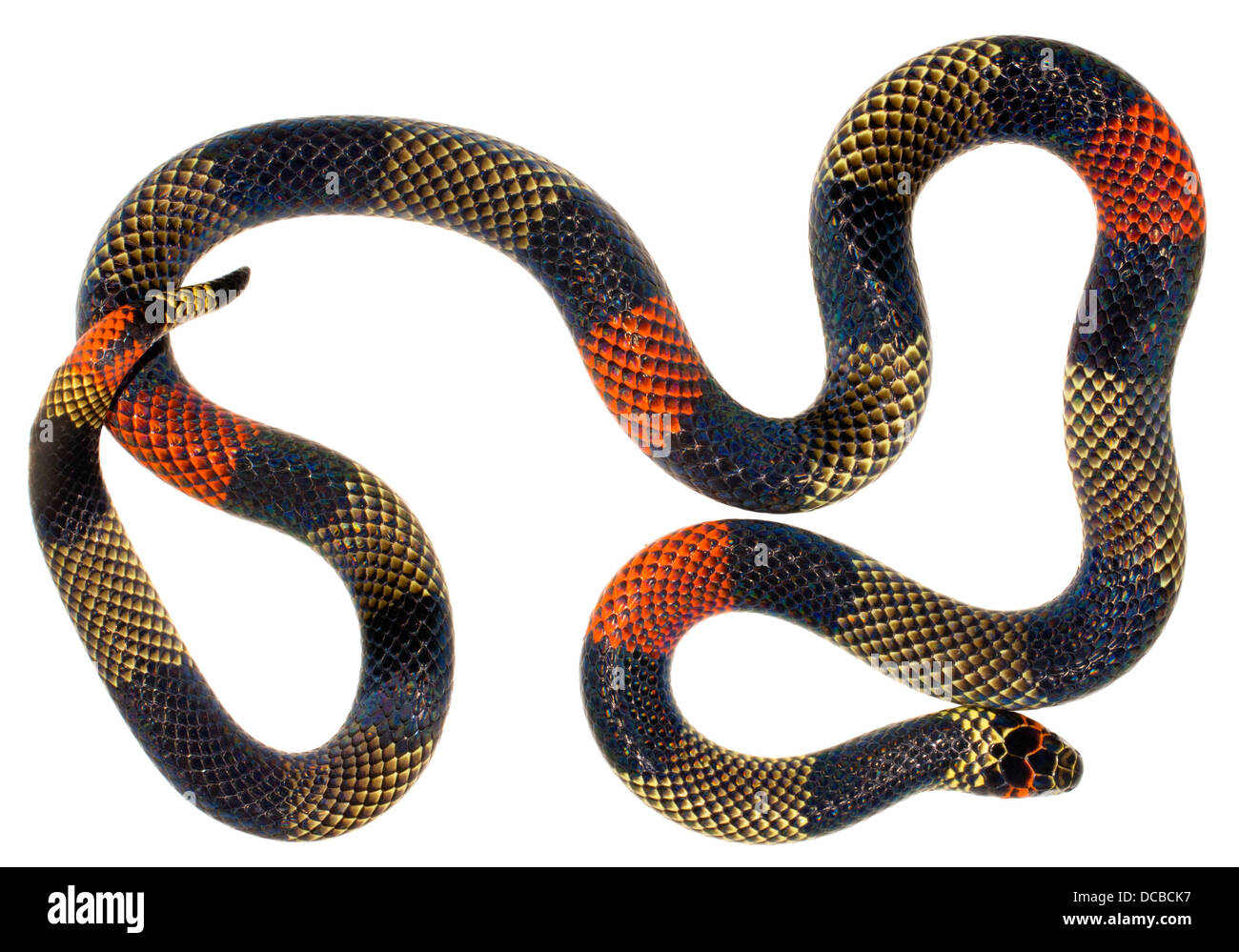 Amazonian Coral Snake (Micrurus spixii obscurus). A venomous snake from the Ecuadorian Amazon. Stock Photo