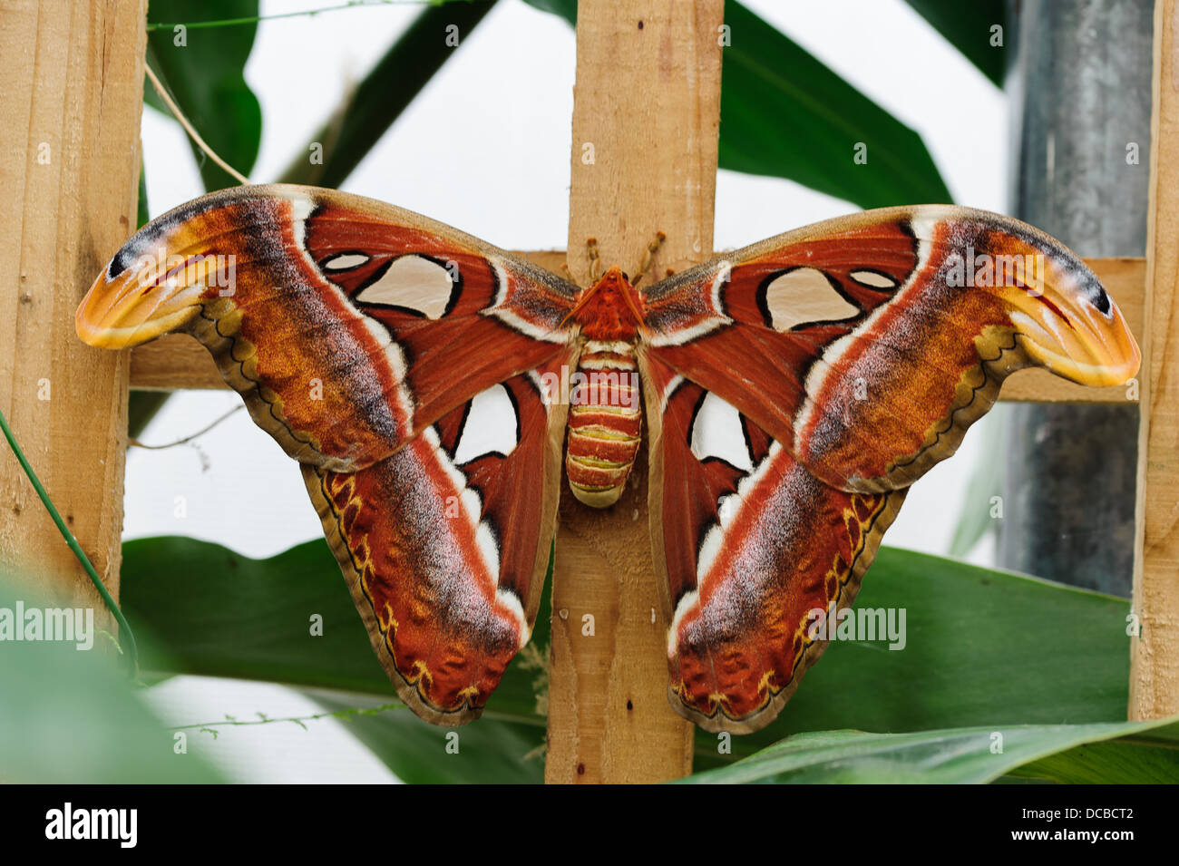 Atlas Moth in Captivity. The  moth is a large saturniid moth found in the tropical and subtropical forests of Southeast Asia Stock Photo
