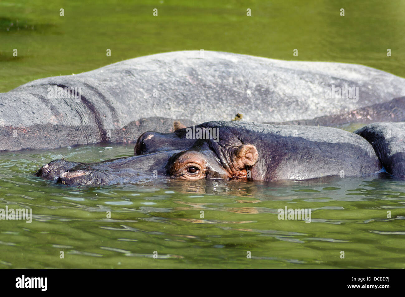 The hippopotamus, or hippo, from the ancient Greek for "river horse
