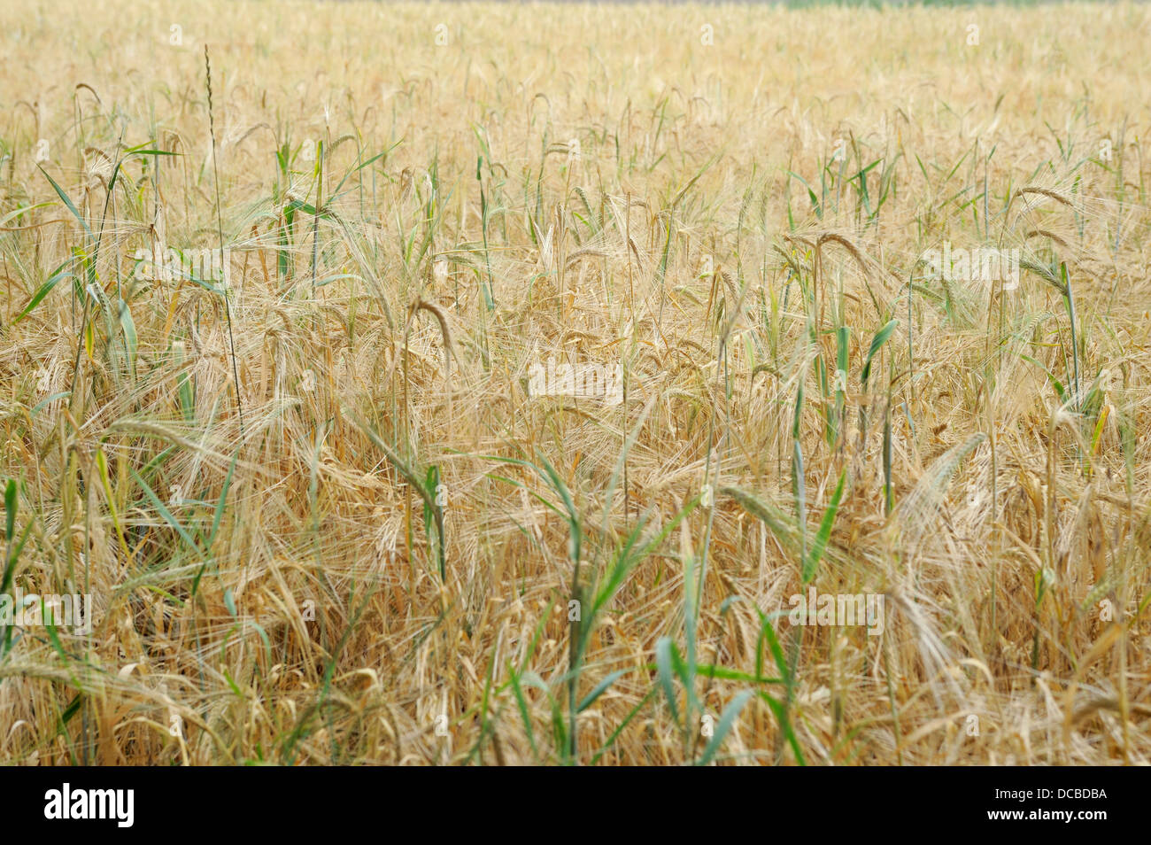 wheat field with many ears Stock Photo - Alamy