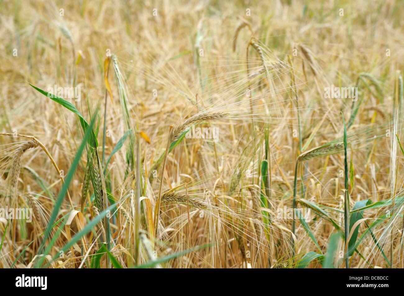 wheat field with many ears Stock Photo - Alamy