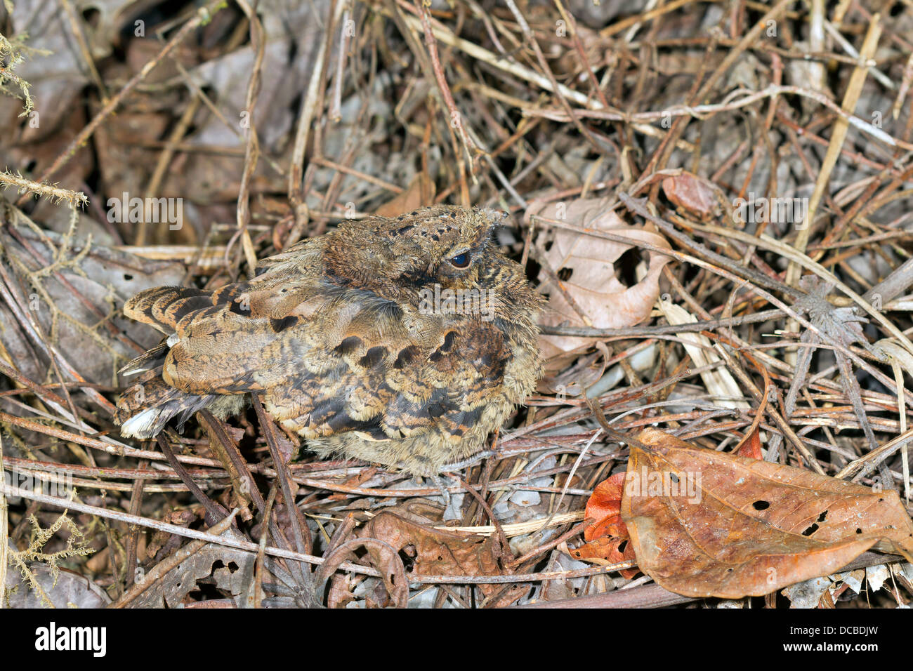 Common Pauraque (Nyctidromus albicollis). A chick camouflaged on the rainforest floor, Ecuador Stock Photo