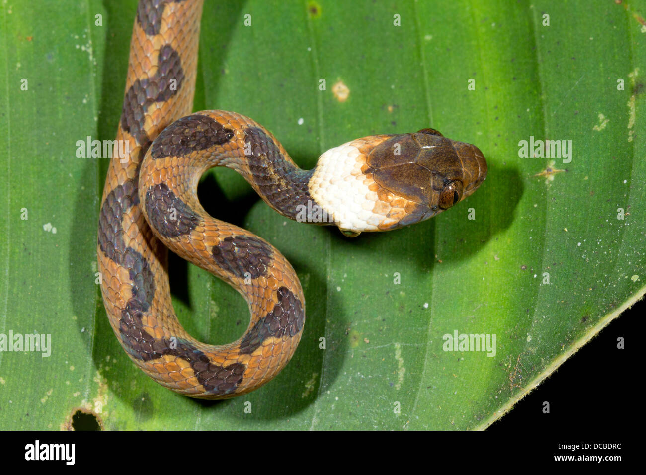Common cat eyed snake Leptodeira annulata Stock Photo Alamy