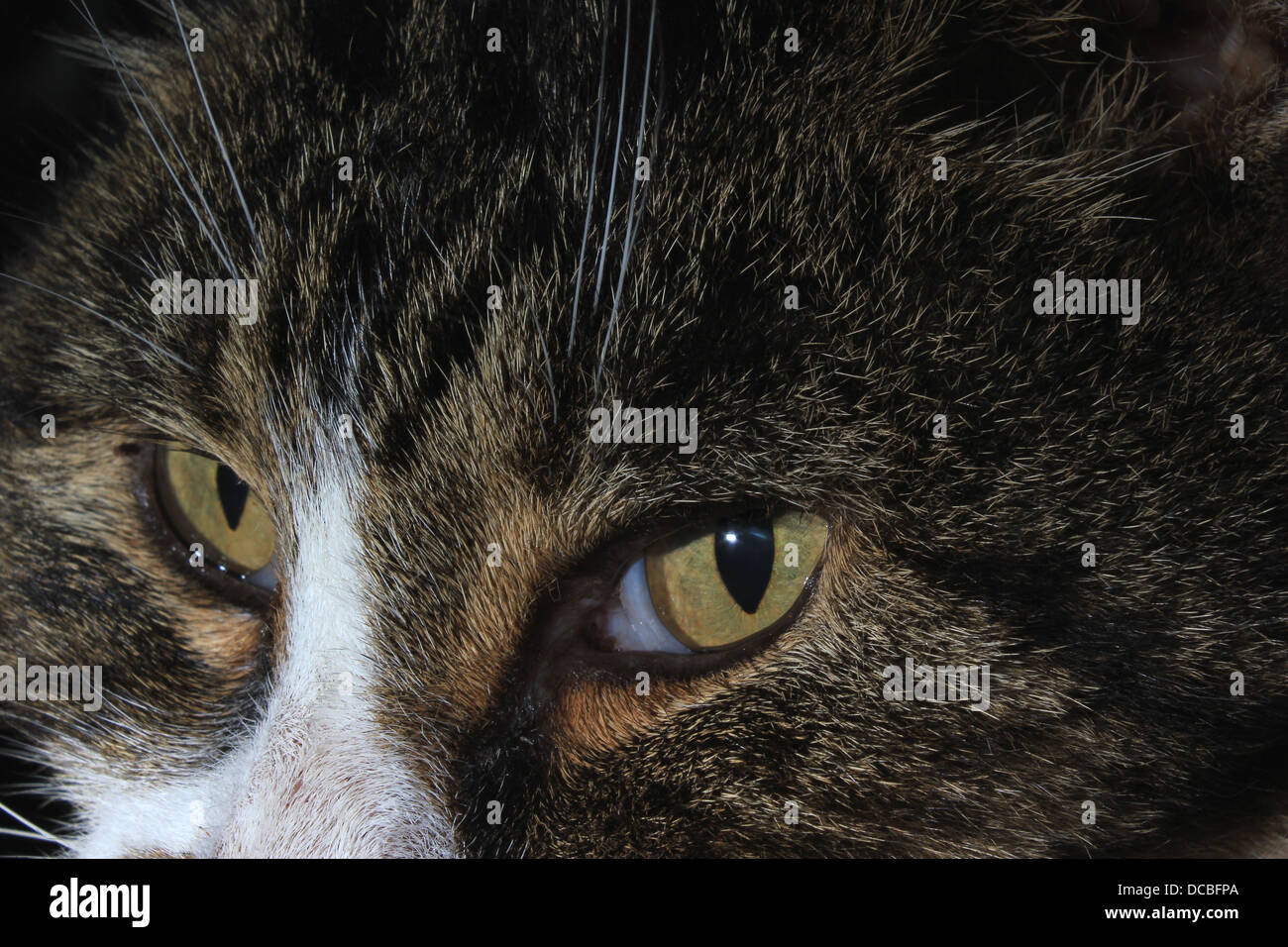 Close-up of tabby cat Stock Photo
