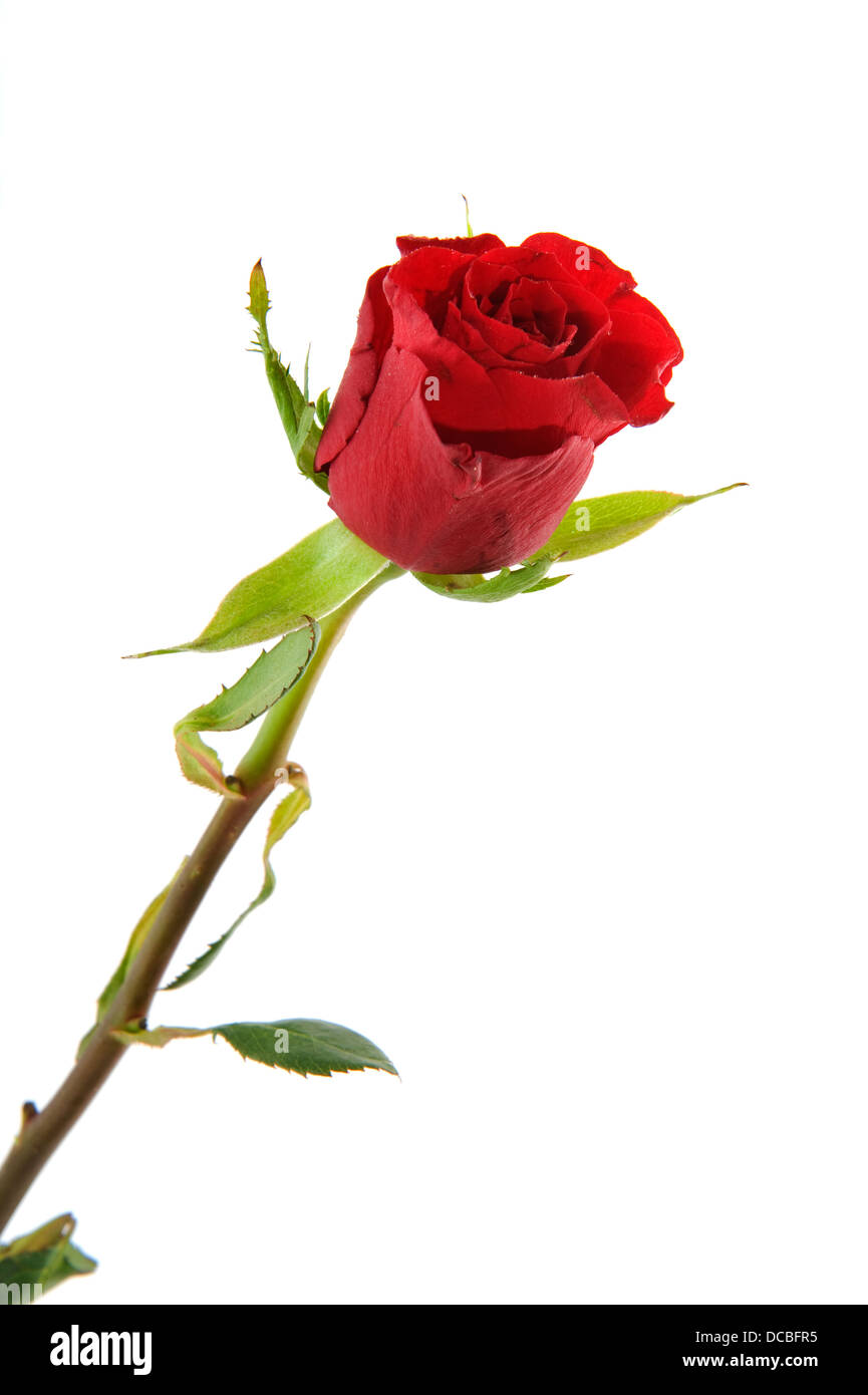 Single red rose Stock Photo Alamy