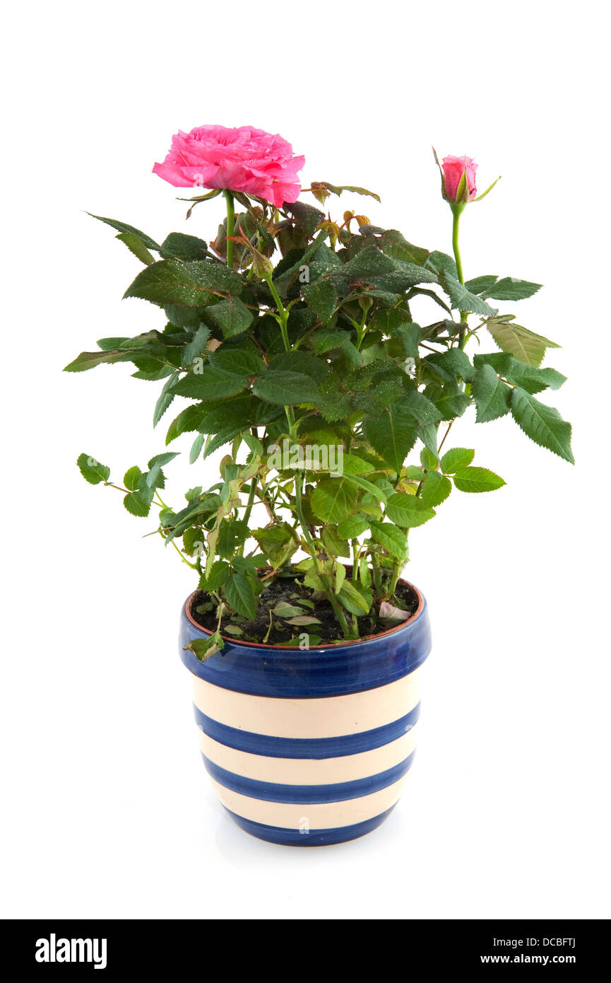 Pink rose bush in flower pot Stock Photo Alamy