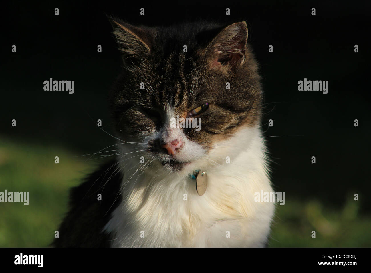 Portrait of tabby cat Stock Photo - Alamy