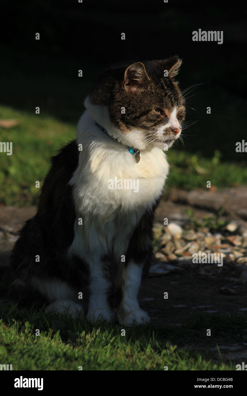 Portrait of tabby cat Stock Photo - Alamy