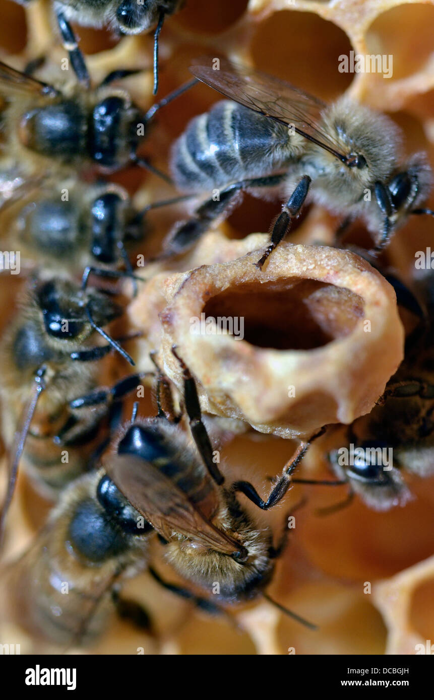 Queen bees hi-res stock photography and images - Alamy