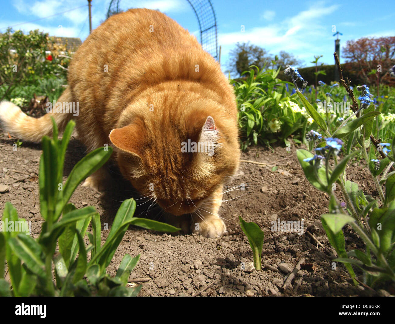 Ginger cat digging in garden Stock Photo