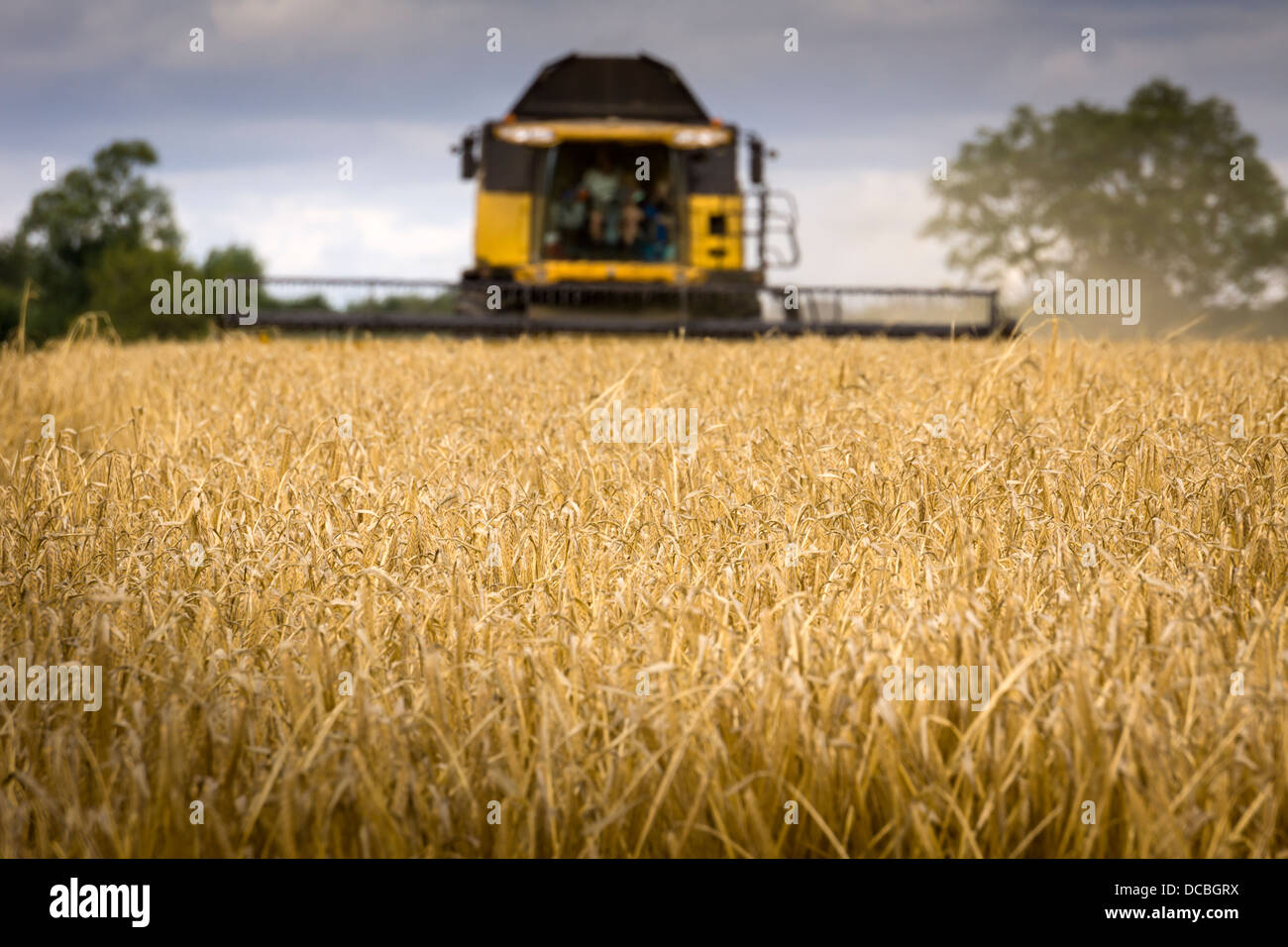 Combine Harvester at work Stock Photo