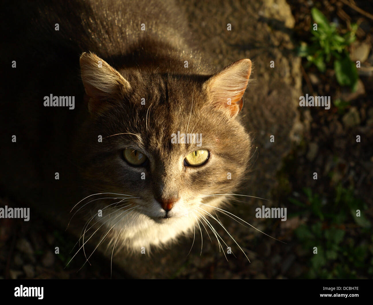 Portrait of grey cat with big yellow eyes Stock Photo
