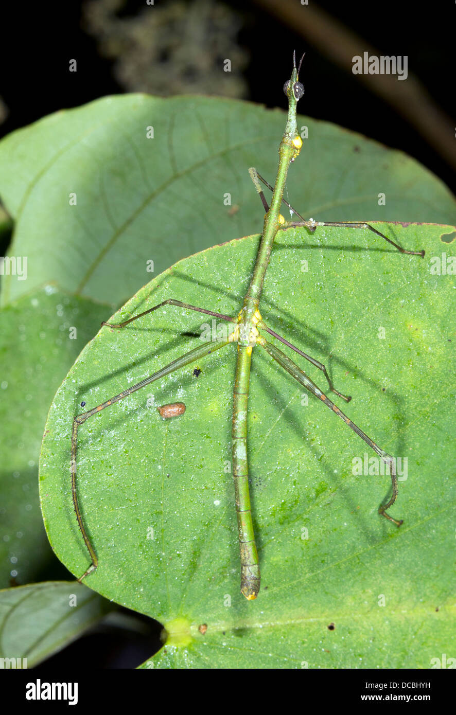 stick grasshopper (proscopiidae) on a leaf in the rainforest, ecuador Stock Photo