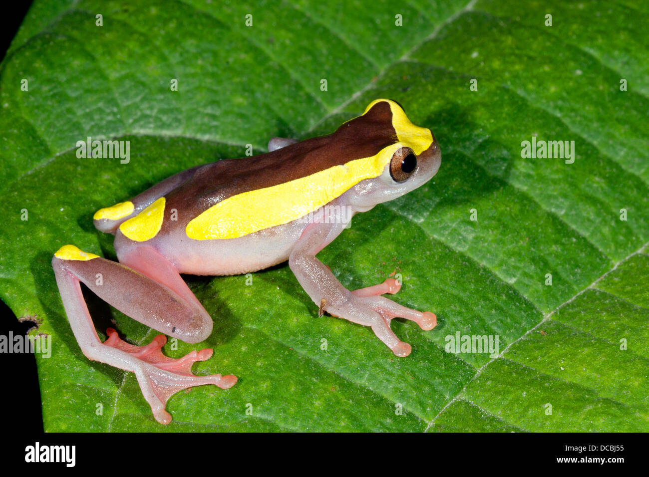 Female Upper Amazon Treefrog (Dendropsophus bifurcus), Ecuador Stock Photo