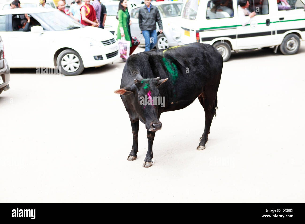 India painted cow at holi festival hi-res stock photography and images