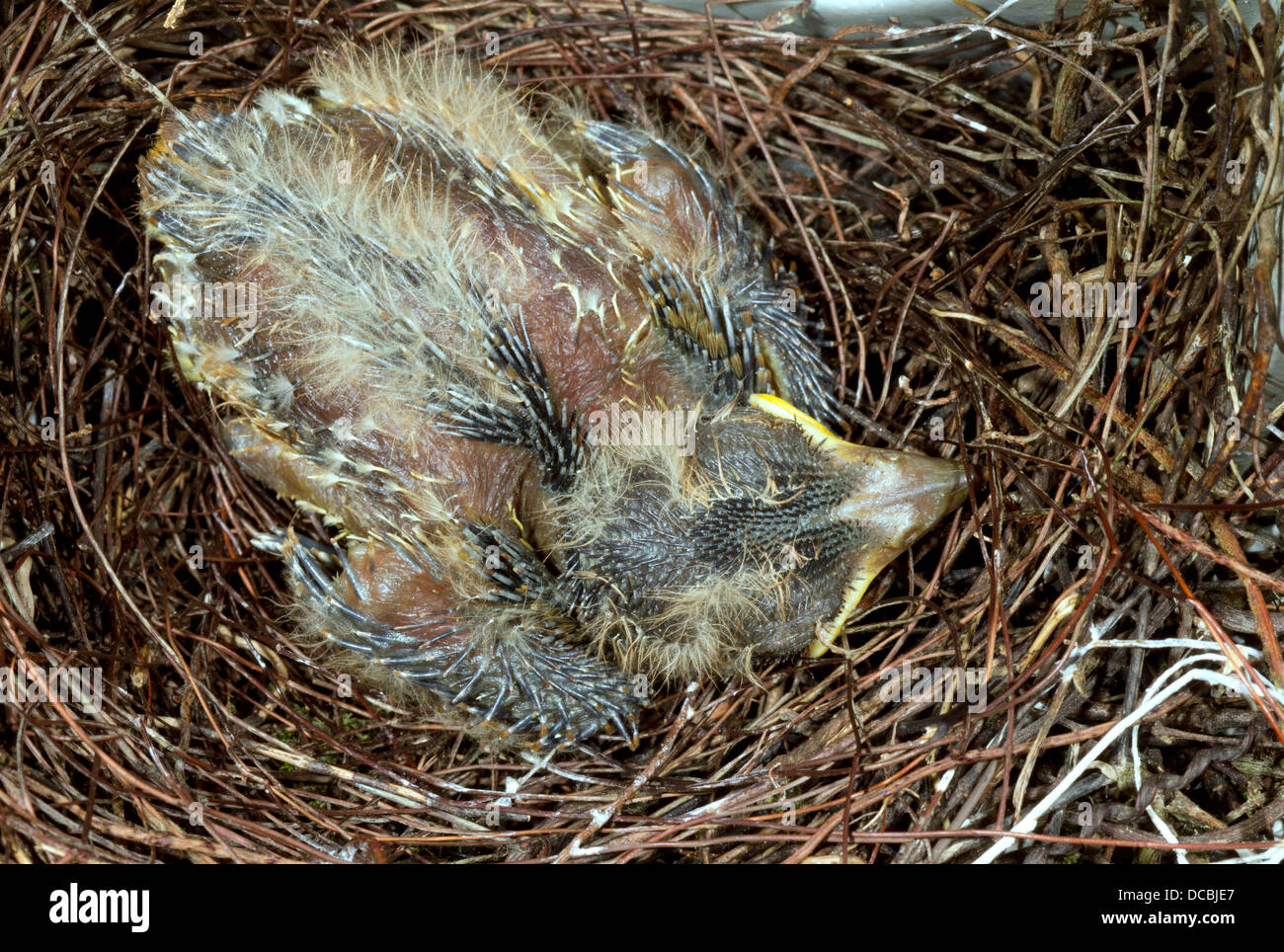 Social Flycatcher (Myiozetetes similis) chick in a nest in the Ecuadorian Amazon Stock Photo