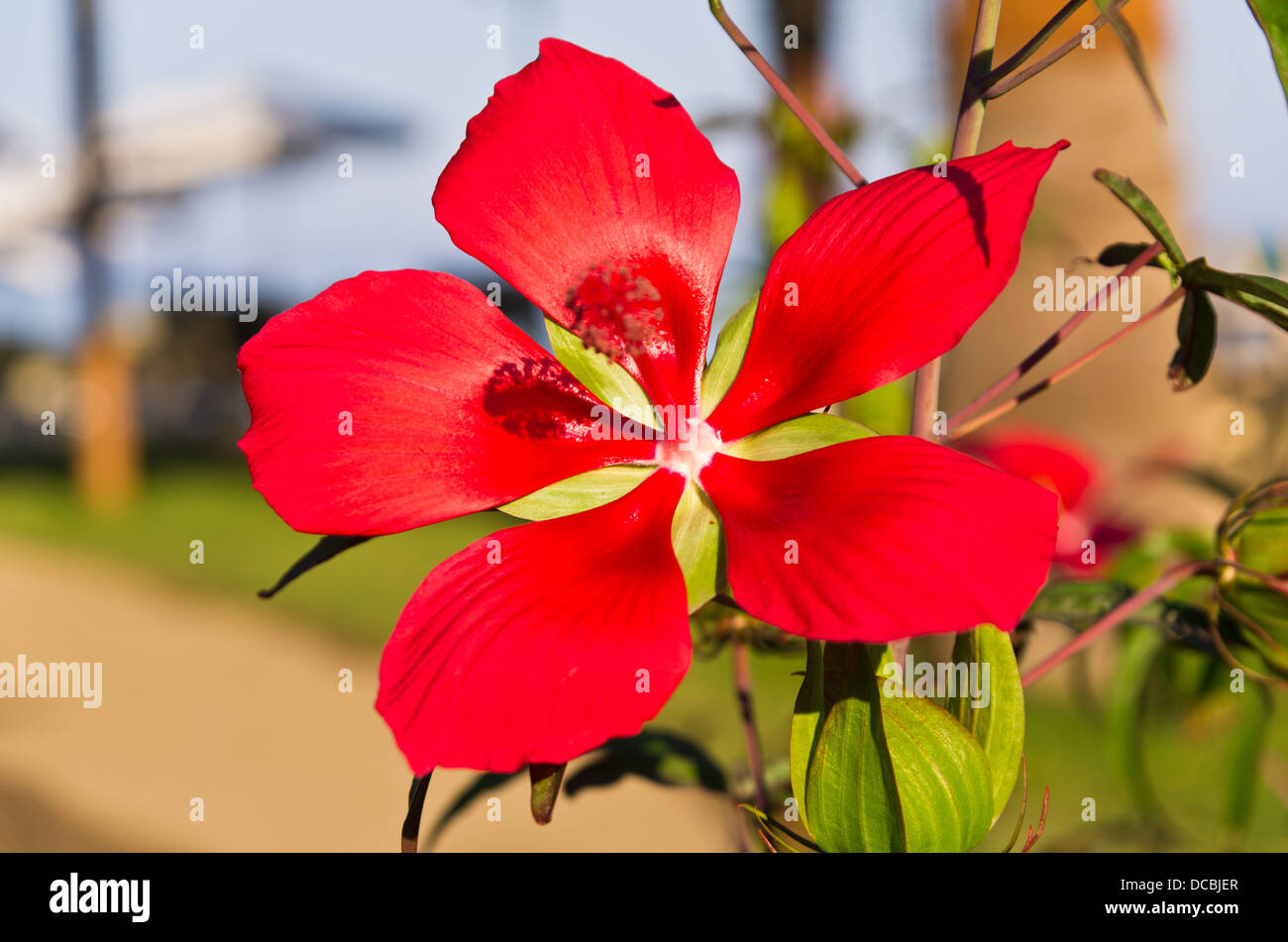 Beautifull red flower in colorful mediterranean garden Stock Photo Alamy