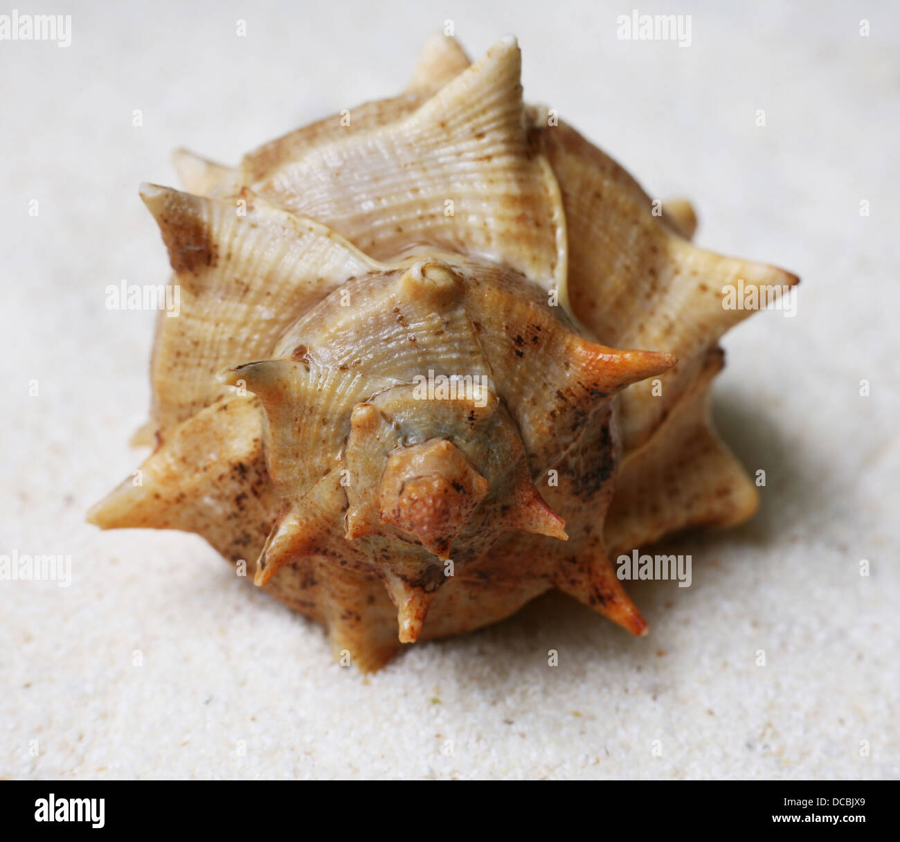Shell Fish Shells Shellfish collection hi-res stock photography and images - Alamy