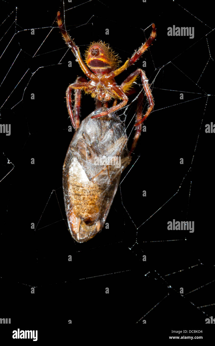 Spider with a recently wrapped prey item, a large cockroach in its web. Stock Photo