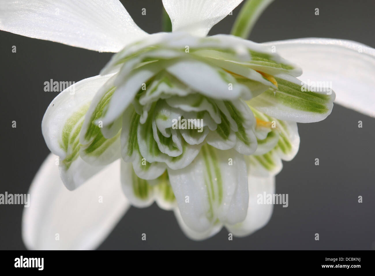 A close up picture of snowdrops showing the flower head and petals of green and white Stock Photo
