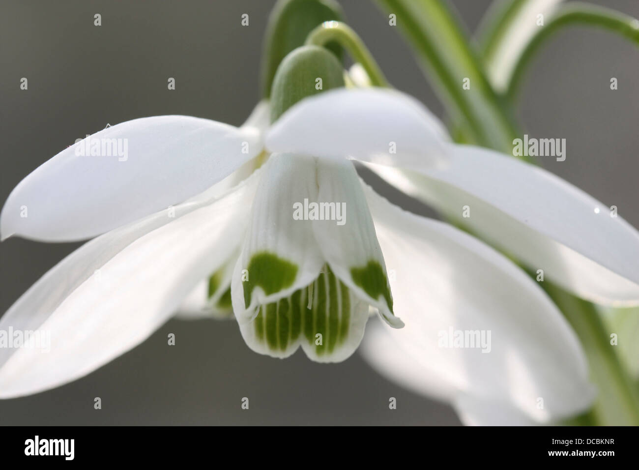 A close up picture of a snow drop showing the delicate petals showing the green and white colouring Stock Photo
