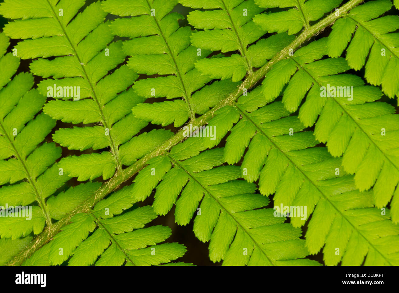 Fern sp., Priors Wood, Bristol, UK in May Stock Photo Alamy
